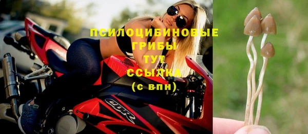 прущие грибы Алексеевка